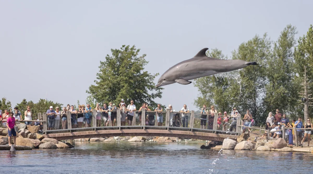 Dolfinarium Harderwijk &bull; DBK - Webdevelopment & Online Marketing Bureau