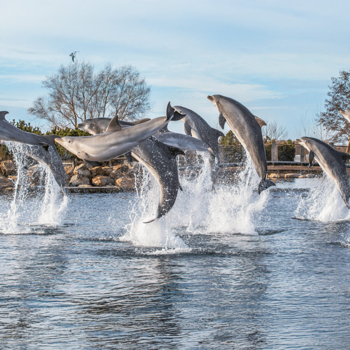 Dolfinarium Harderwijk • DBK.nl - Masters in Online Business | Websites op maat