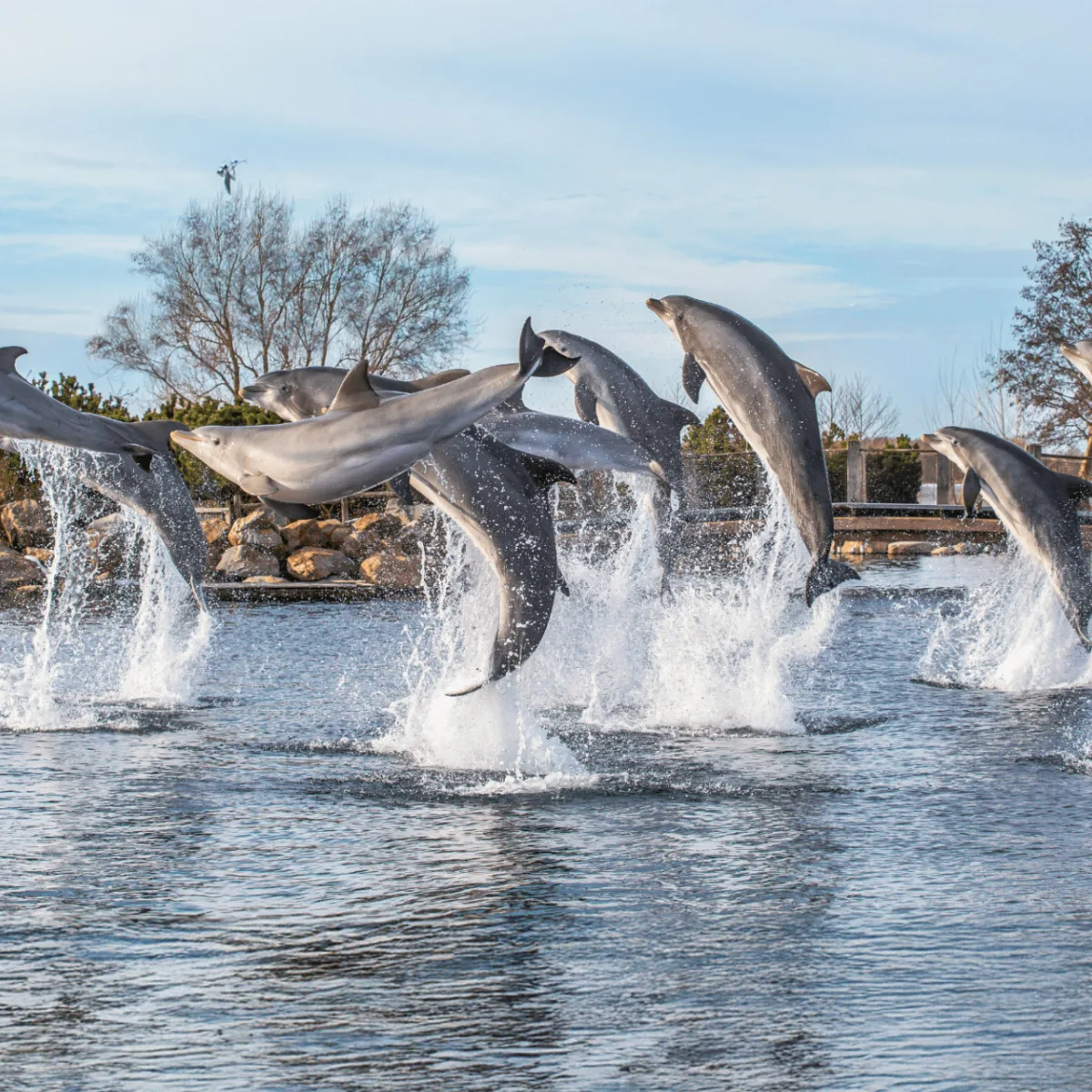 Dolfinarium Harderwijk &bull; DBK - Webdevelopment & Online Marketing Bureau