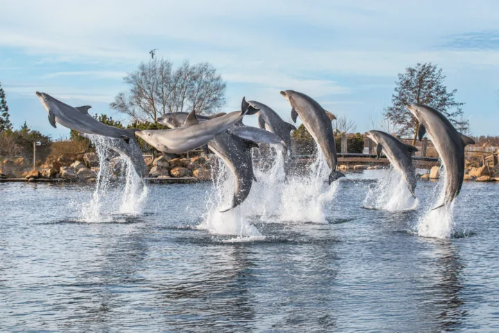 Home &bull; DBK - Webdevelopment & Online Marketing Bureau