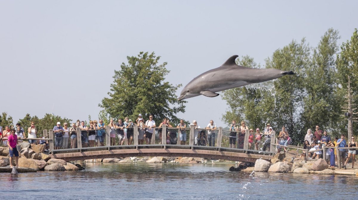 Dolfinarium Harderwijk • DBK.nl - Masters in Online Business | Websites op maat